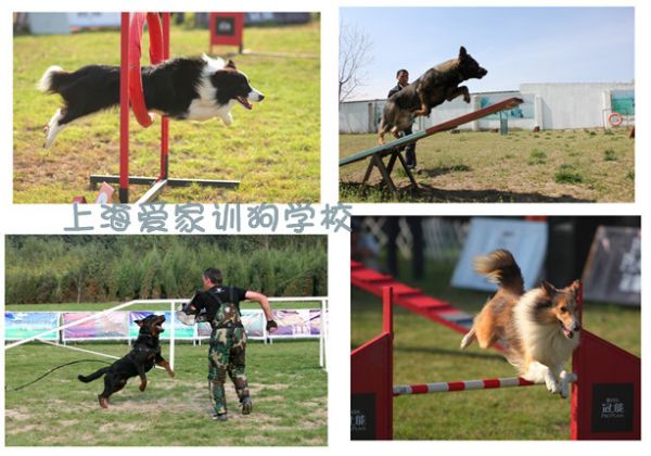 狗狗培训 狗狗培训学校 上海爱家狗狗培训学校