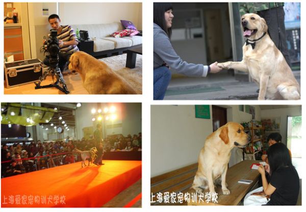 宠物训练 宠物学校 宠物训练学校 上海爱家宠物训练学校