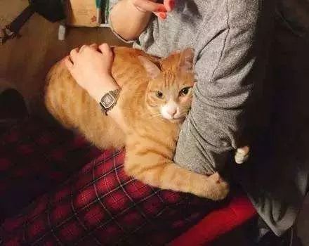 猫咪身上常见的寄生虫有哪些？如何正确驱虫？铲屎官别再做无用功 