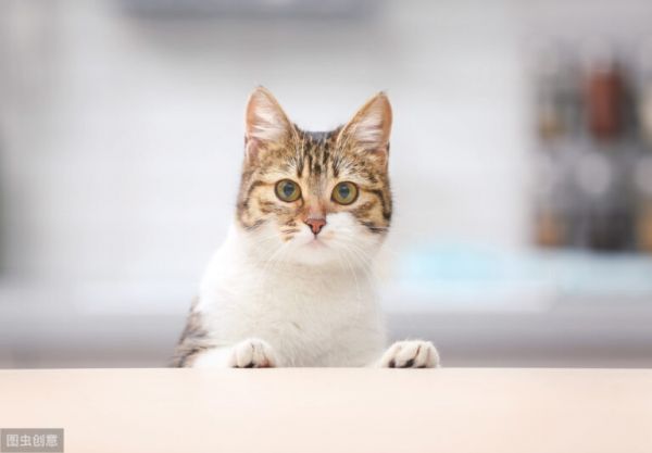 猫咪身上常见的寄生虫有哪些？如何正确驱虫？铲屎官别再做无用功 