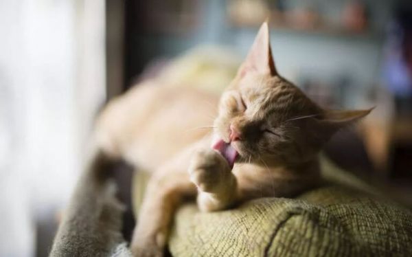 猫咪身上常见的寄生虫有哪些？如何正确驱虫？铲屎官别再做无用功 