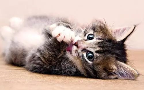 猫咪身上常见的寄生虫有哪些？如何正确驱虫？铲屎官别再做无用功 