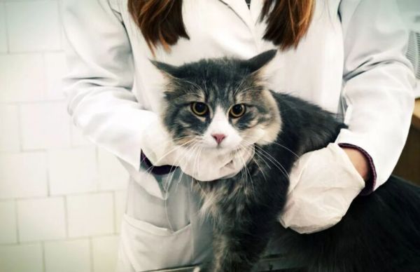 猫咪身上常见的寄生虫有哪些？如何正确驱虫？铲屎官别再做无用功 