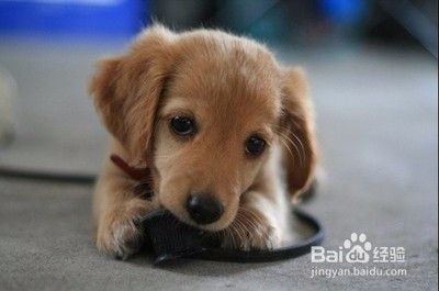 给狗狗绝育的原因及狗狗绝育的好处！