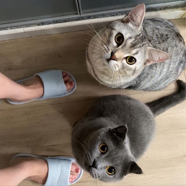 公猫绝育的利与弊介绍,希望大家能理性抉择