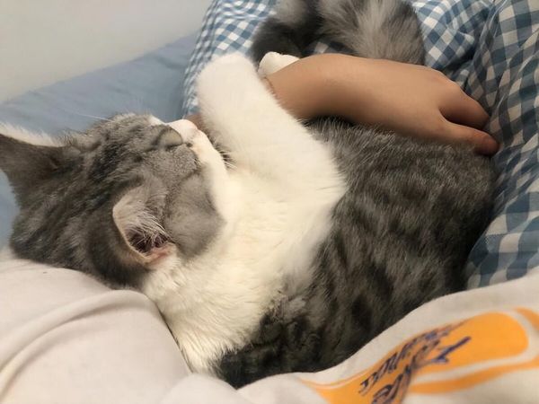 公猫绝育的利与弊介绍,希望大家能理性抉择