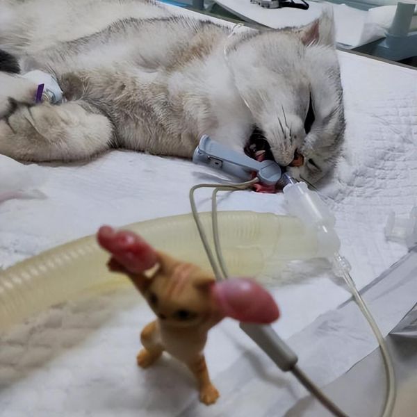 公猫绝育的利与弊介绍,希望大家能理性抉择