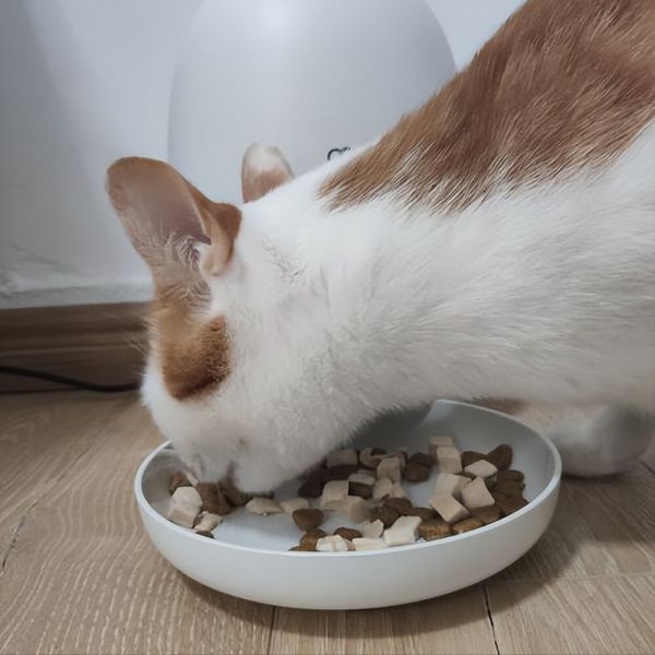 公猫绝育的利与弊介绍,希望大家能理性抉择
