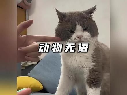 那些倒霉的动物们#狗狗 #狗狗接力人类来场萌宠运动会 #狗狗：头一次这么懵
