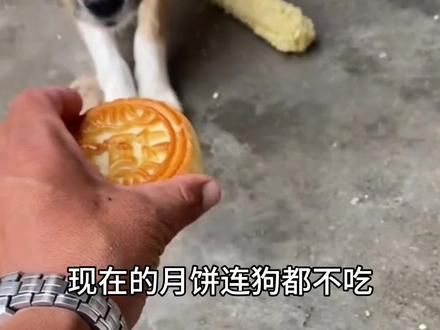 现在的月饼连狗都不吃，狗吃的东西比人类干净多了。 #月饼狗都不吃 #添加剂 #脱氢乙酸钠