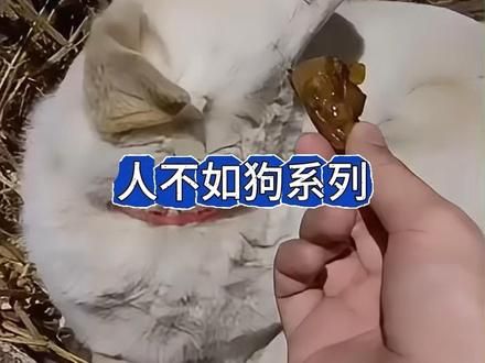 以前狗吃我剩的，以后狗子吃啥我吃啥，传说的狗剩 #狗粮 #离谱 #搞笑 #大学生