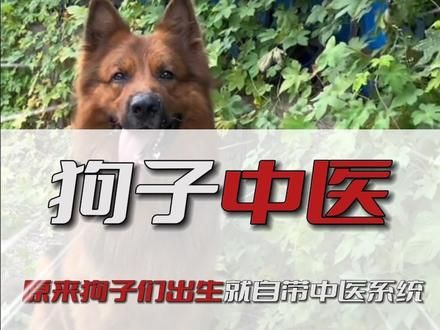 狗子生病时，出去吃了一堆草就治好了...#离谱 #搞笑
