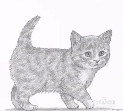 来画超萌猫咪手绘教程