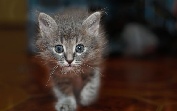 高清萌猫宠物桌面壁纸下载图片