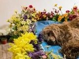 长沙经济开发区宠物殡葬 火化 善终
