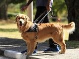 长沙望城上门纠正训犬 工作犬训练基地 诚信保障
