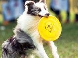 长沙宁乡遛狗训练 专业纠正狗的坏毛病 诚信保障