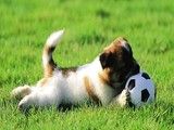 长沙芙蓉狗狗行为问题纠正 习惯纠正 训犬找政嘉训犬