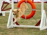 雨花区正规宠物训练学校 训犬学校 可接送