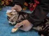 长沙浏阳狗死后安葬 狗安乐死 宠物火化