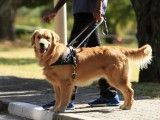 长沙正规宠物训练学校 训犬学校 可接送