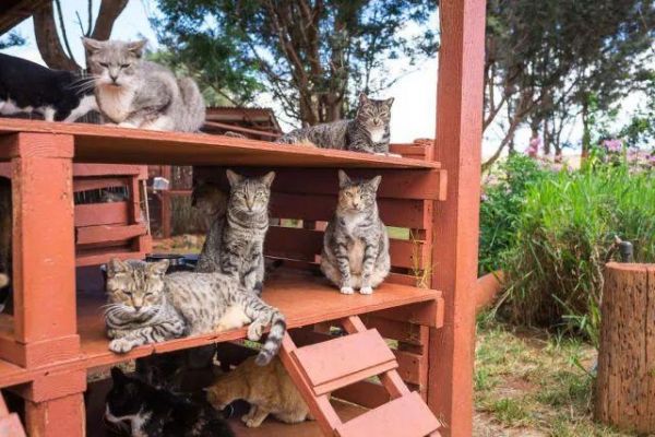 宠物猫收容所-宠物猫收容中心