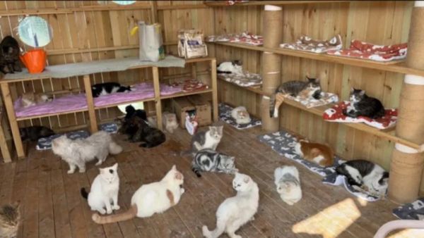 宠物猫收容所-宠物猫收容中心