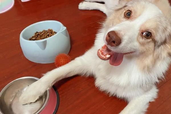 给狗狗买食碗的注意事项，可以选择不锈钢食盆