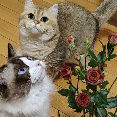 猫咪的温柔治愈力