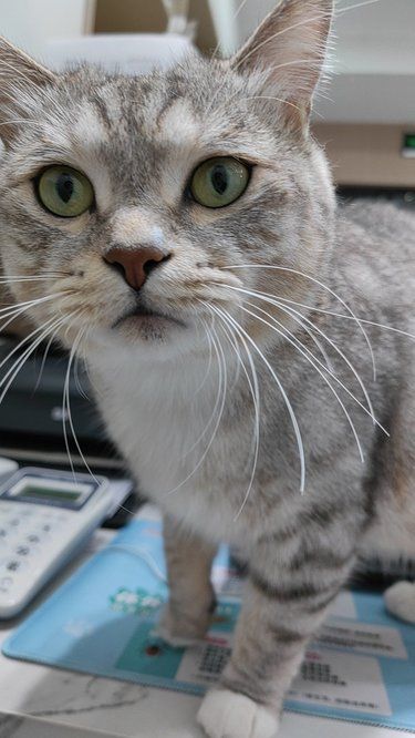 猫咪微笑超治愈～