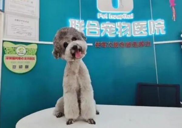 联合宠物医院：宠物健康的首选之地