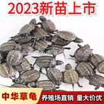 新苗中华草龟苗小乌龟活体观赏龟宠物龟批发摆摊金线草龟龟苗活物