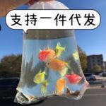天使鱼观赏鱼活鱼大号群游活体彩色热带鱼小型鱼淡水新手好养耐活