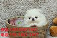 杭州宠物狗狗杭州犬舍杭州博美犬舍买狗卖狗地方有狗领养