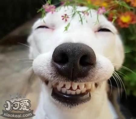 关于狗狗的14个冷知识，你知道几个？