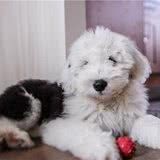 你认识古代牧羊犬吗?健壮而憨厚的它们,是人类可爱而憨厚的好友