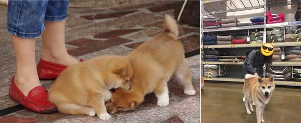 秋田犬真的是“忠犬”吗?不,说起来它远不如中华田园犬