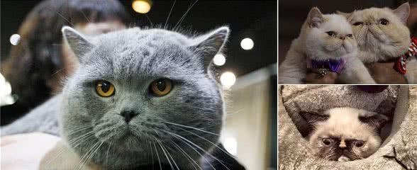 你们这些愚蠢的人类!盘点那些天生一副拽样的猫咪