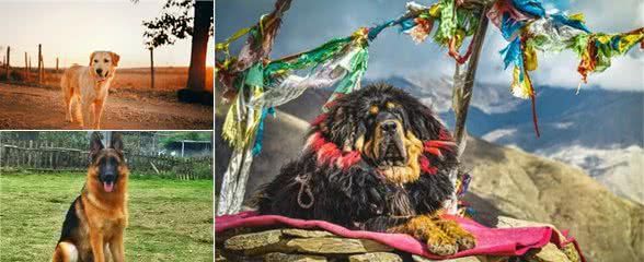 犬字家族:犬狗獒猋狱,人类最忠实的朋友,人们如何为它造字呢?