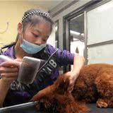 给贵宾犬梳毛,都要知道这5个知识,这样才能让它毛发不打结
