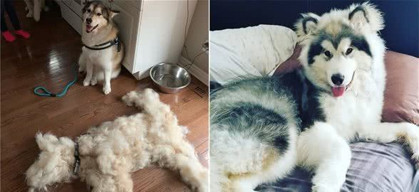 给自己的雪橇犬梳毛,一天梳一次毛,家里还是多了一只狗的毛量