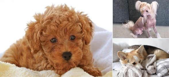 贵宾犬也会掉毛!狗狗每天掉毛,家里狗毛满天飞怎么办?