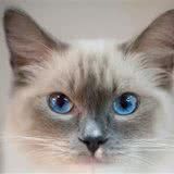 最值得拥有的猫品种