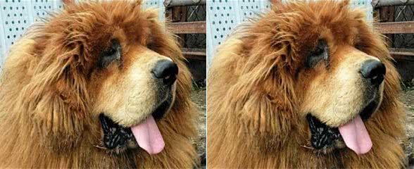 藏獒是大型护卫犬,如何养獒并与形象威严高雅的藏獒,友好相处