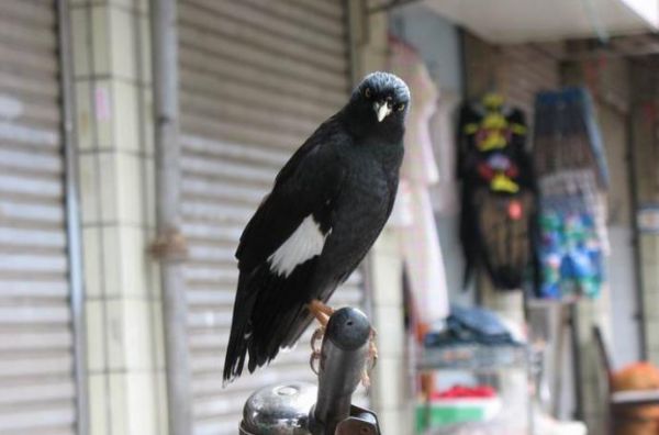 想养宠物，除了猫和狗之外，这4种宠物同样很适合家养