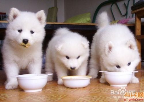 狗狗的进食规则