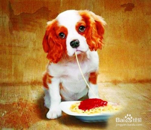 狗狗的进食规则