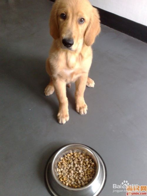 狗狗的进食规则