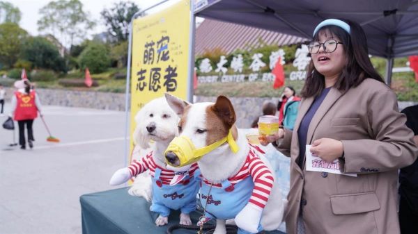景区狗狗“志愿者”意外走红!游客:会摆pose求抱抱路人缘极佳