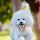 给犬主人一点干货,好狗子是饿出来的,运作起来还是应科学应对